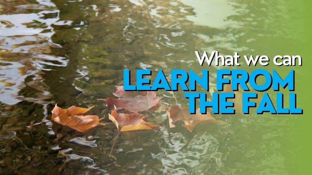 What we can learn from the fall